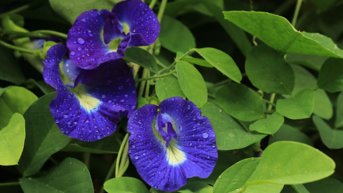 Unlocking the Secret to Silky Hair