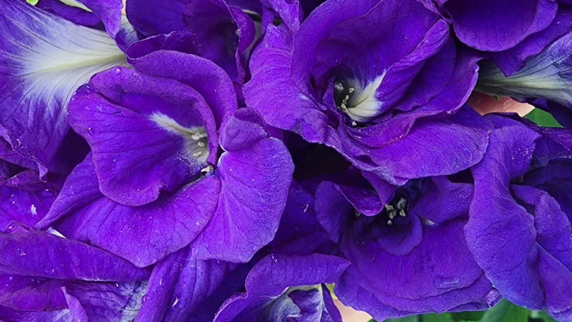 The Key to Clean, Healthy Hair