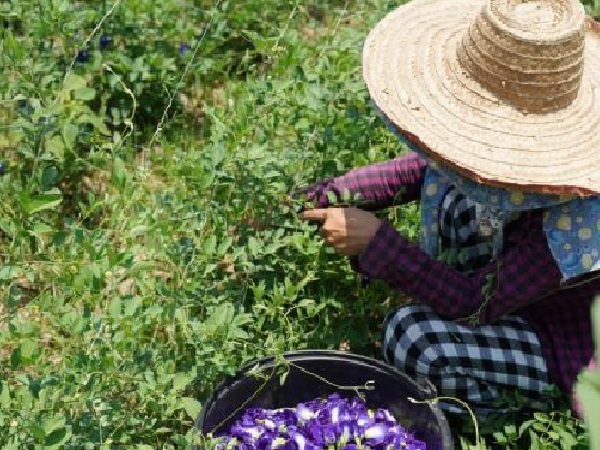 db347741c1aa2c67c20752e1d41a5b98.organic-butterfly-pea-flower-picking3-450x450-2.jpg